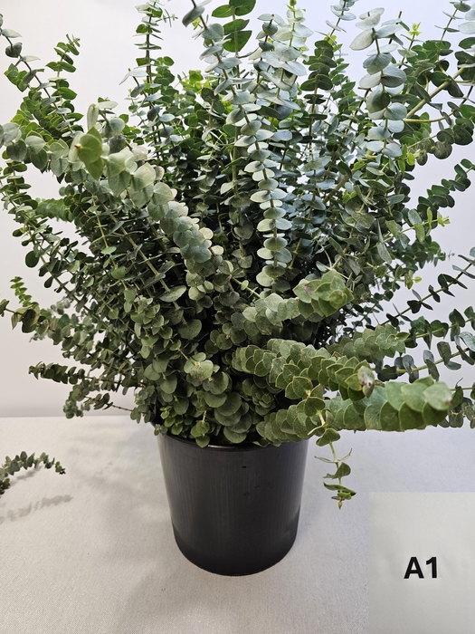 <h4>EUC BABY BLUE PB</h4>