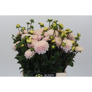 Dahlia Light Wizard