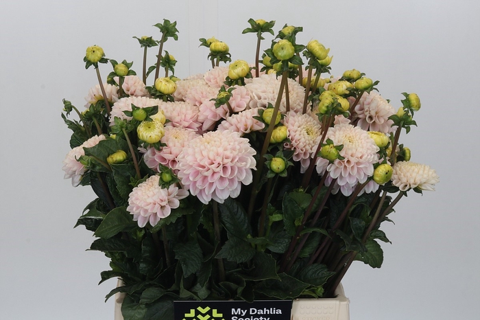 Dahlia Light Wizard