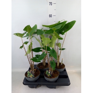 Alocasia zebrina