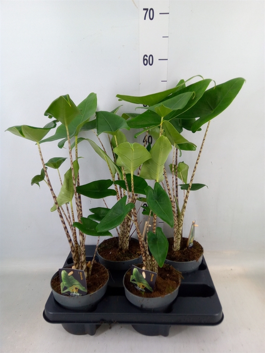 <h4>Alocasia zebrina</h4>