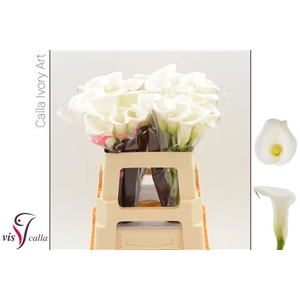 Calla Ivory Art