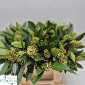 SKIM C KEW GREEN BOS