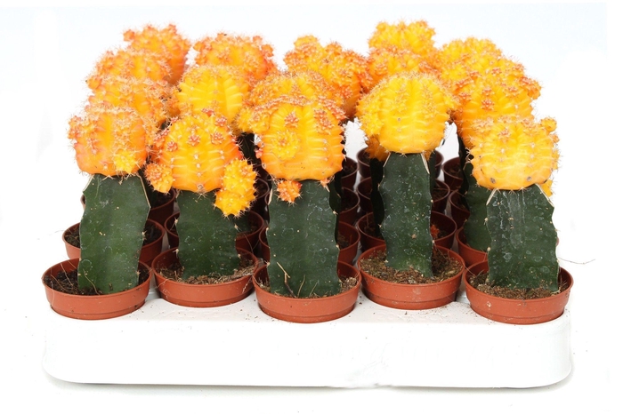 <h4>Cactus geent geel 5,5 cm</h4>