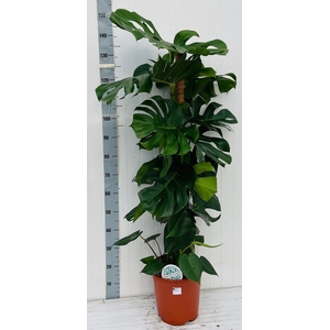 MONSTERA DELICIOSA