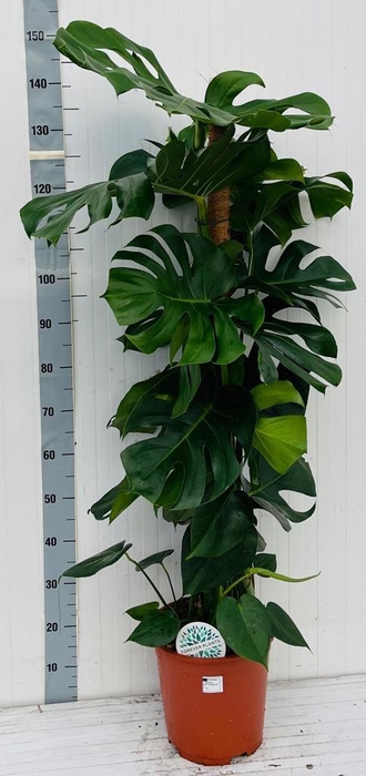 <h4>MONSTERA DELICIOSA</h4>