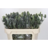 Eryngium Electric Dynamite
