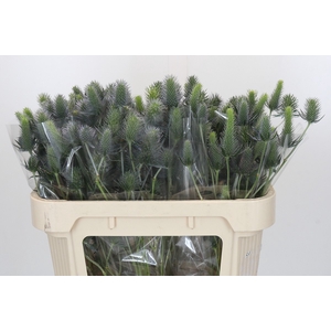 Eryngium Electric Dynamite