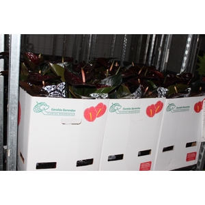 ANTHURIUM GIANT CHOCOLATE P19 CHOCOLATE