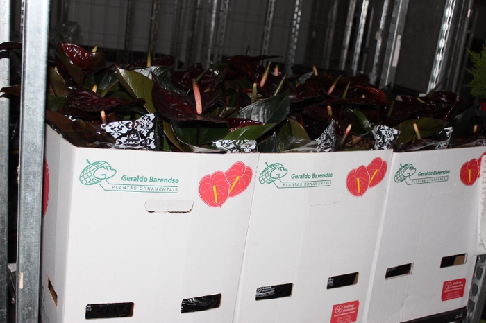 ANTHURIUM GIANT CHOCOLATE P19 CHOCOLATE