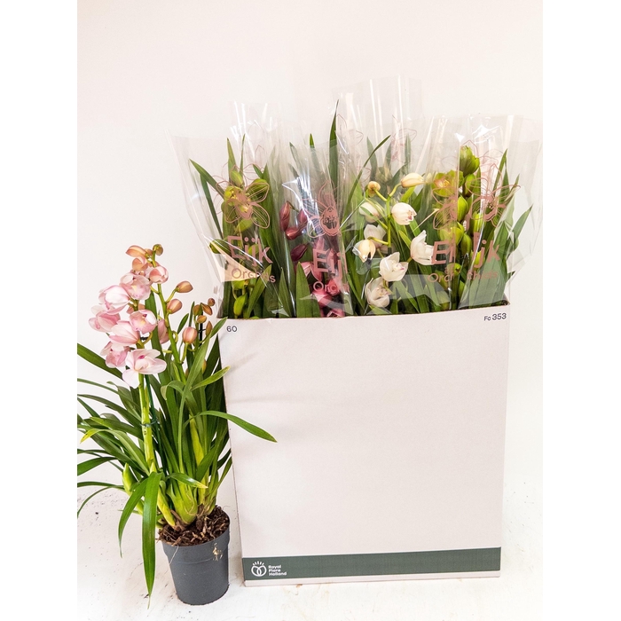 <h4>Cymbidium mix (Cites) 14Ø 80cm 3st</h4>