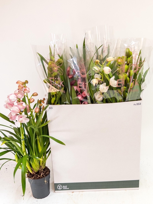 Cymbidium mix (Cites) 14Ø 80cm 3st