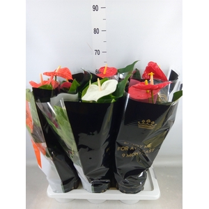 Anthurium   ...mix