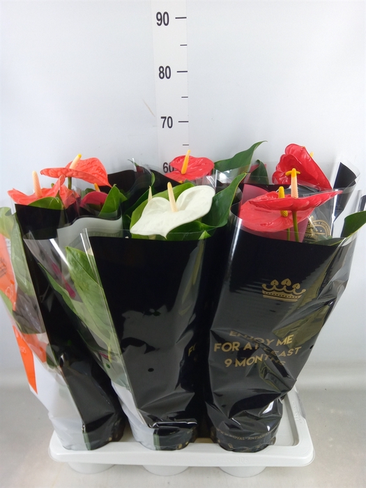 <h4>Anthurium   ...mix</h4>
