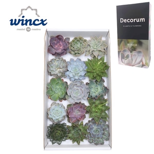 Echeveria Mix (wincx) Cutfl (15spc.)