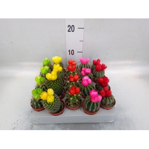 Cactus   ...decorated