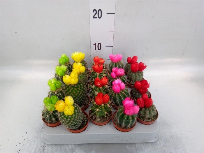 <h4>Cactus   ...decorated</h4>