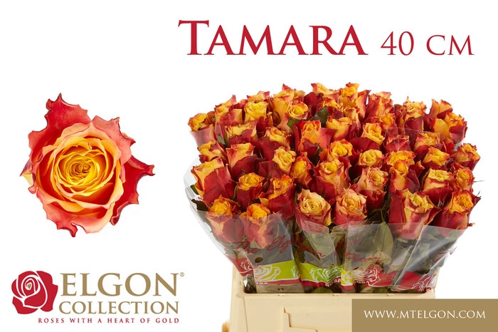 <h4>R Gr Tamara</h4>