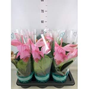 Medinilla magn. 'Flamenco'