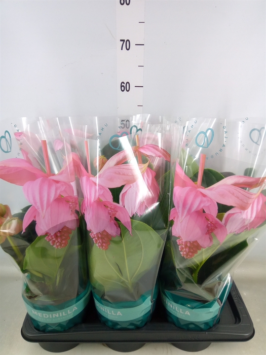 <h4>Medinilla magn. 'Flamenco'</h4>