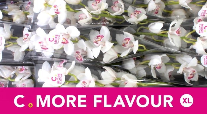 <h4>CYMB T VANITY</h4>