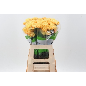 Di St Tinted Sunshine