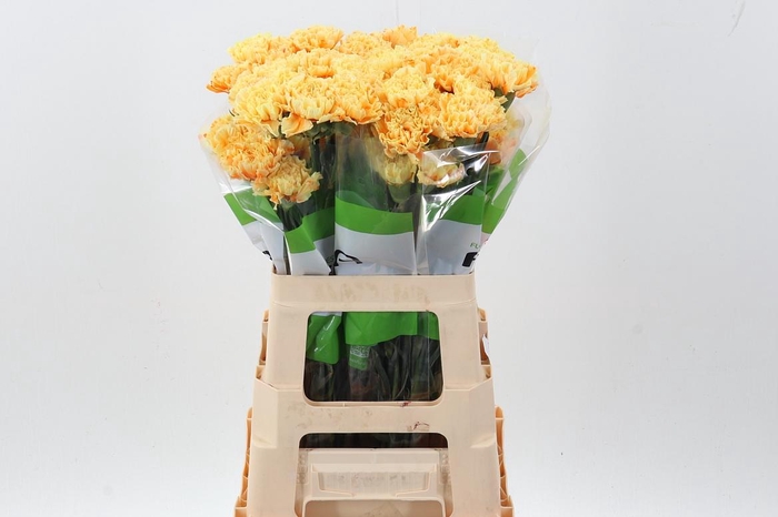 <h4>Di St Tinted Sunshine</h4>