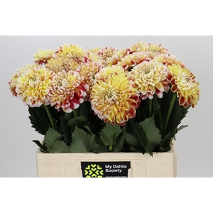 DAHLIA JOWEY FANTASY*