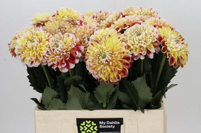 <h4>DAHLIA JOWEY FANTASY*</h4>