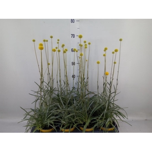 Craspedia globosa 'Golf Beauty'