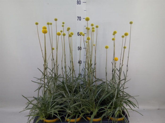 <h4>Craspedia globosa 'Golf Beauty'</h4>