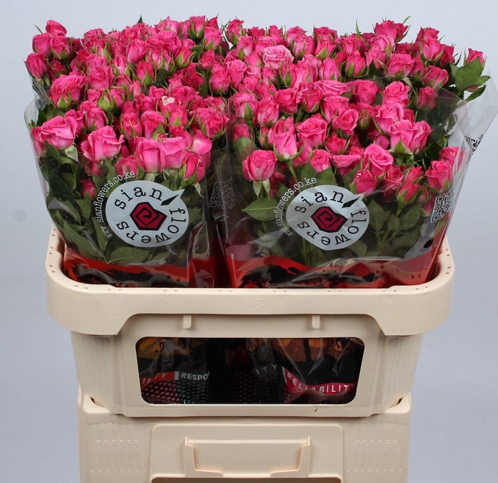 <h4>R TR LIANNE</h4>