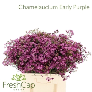 Chamelaucium Early Purple