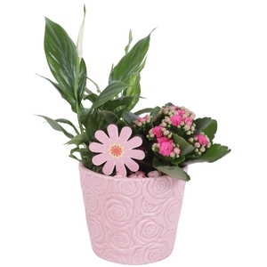 Womensday Arr. Indoor Ceramic Rose Relief Pot Ø14cm 2PP