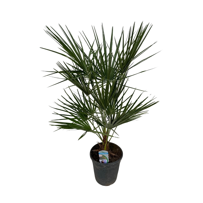 <h4>Chamaerops humilis P21</h4>