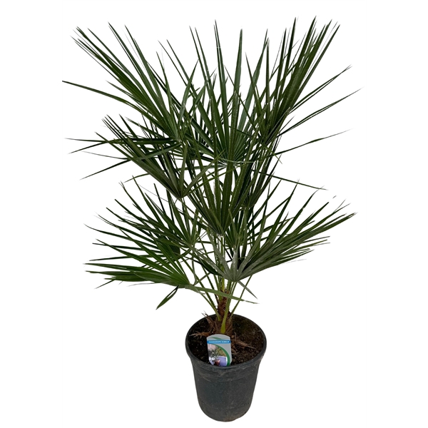 Chamaerops humilis P21