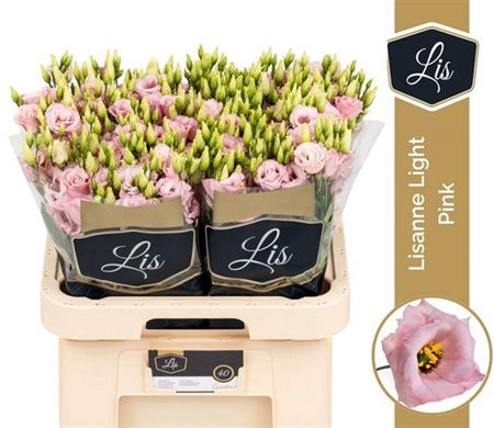 <h4>Eus G Lisanne L Pink</h4>