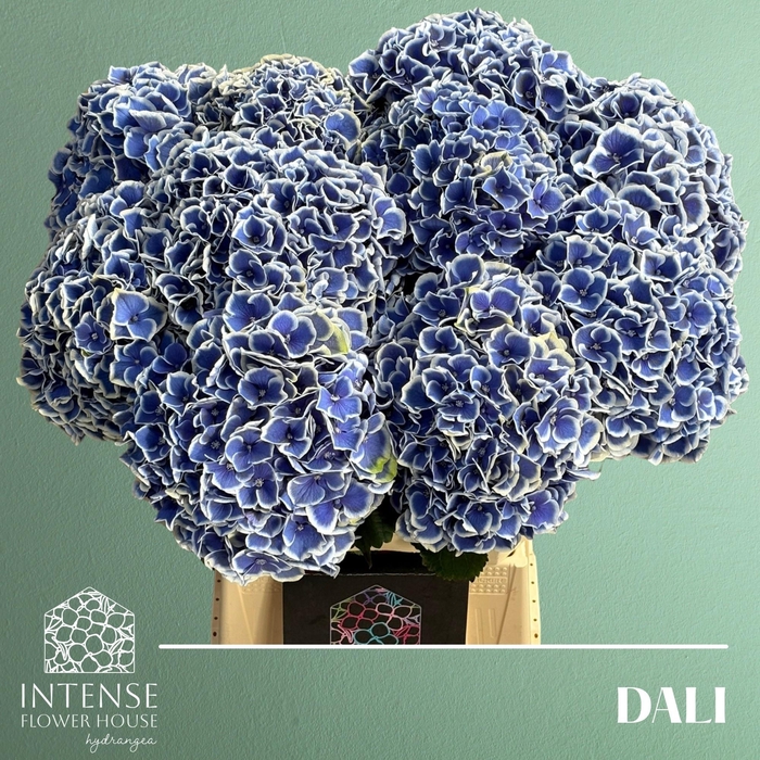 <h4>HYDR M BEAU DALI</h4>