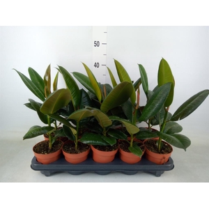 Ficus elastica 'Robusta'