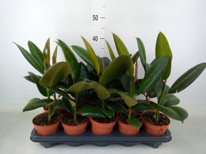 <h4>Ficus elastica 'Robusta'</h4>