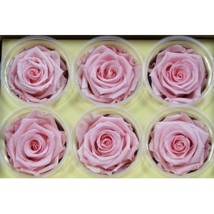 R Prs Pink Baby Delicate