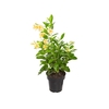 DIPLADENIA PICOLI GOLD P14