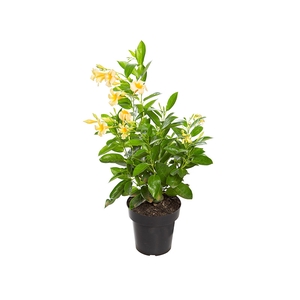 DIPLADENIA PICOLI GOLD P14