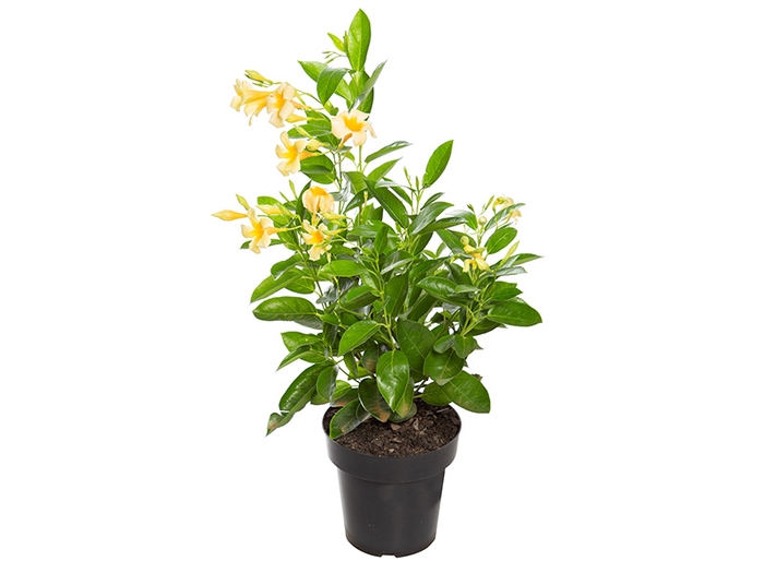 <h4>DIPLADENIA PICOLI GOLD P14</h4>