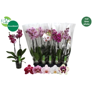 PHAL GEM 5 KL