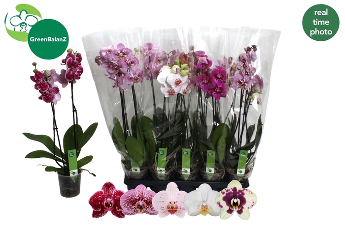 <h4>PHAL GEM 5 KL</h4>