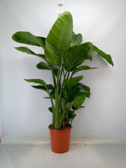 <h4>Strelitzia nicolai</h4>