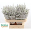 Limonium Misty Blue