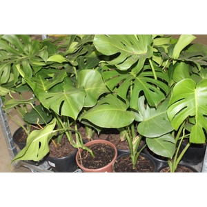 MONSTERA DELICIOSA P24