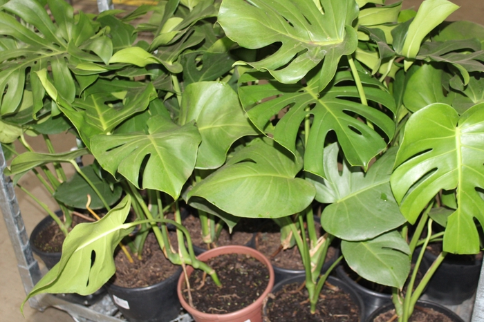 <h4>MONSTERA DELICIOSA P24</h4>